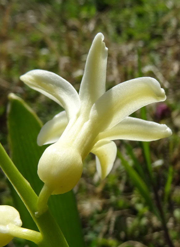 Hyacinthus sp.